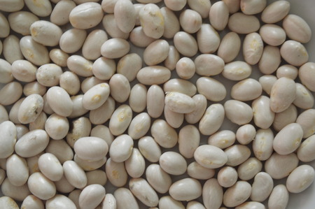 The texture of the beans of various varieties of plants for foodの写真素材