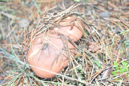 Forest plants, trees and fruitsの写真素材