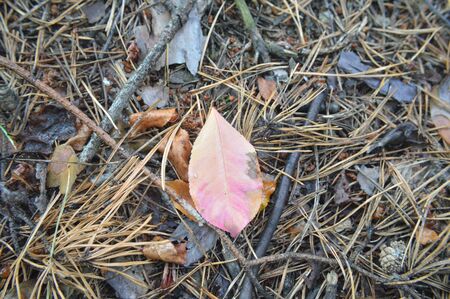 Forest plants, trees and fruitsの写真素材