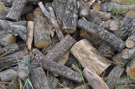Texture of various wood species close-up