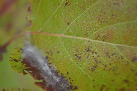 Texture of colorful autumn leaves closeupの写真素材