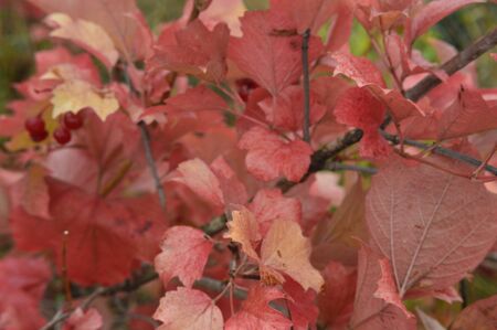 Texture of colorful autumn leaves closeup