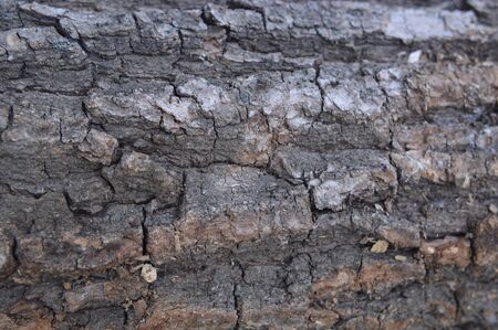 Texture of various wood species close-up