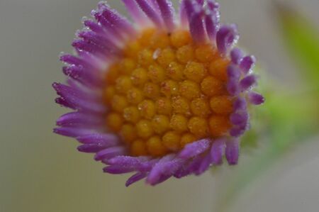 Flowers and details of autumn different colors close-upの写真素材