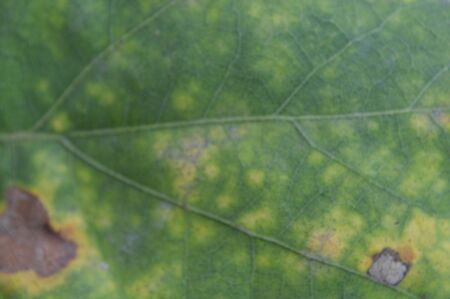Texture of colorful autumn leaves closeup