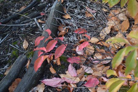 Bushes and autumn leaves in the forest