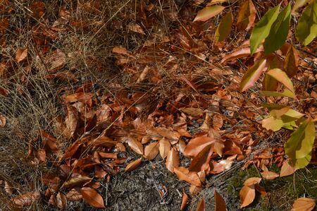 Bushes and autumn leaves in the forest