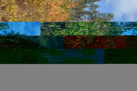 Bushes and autumn leaves in the forest