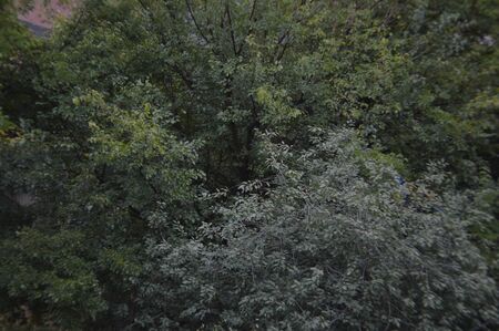 Autumn landscapes of trees and leaves after rain