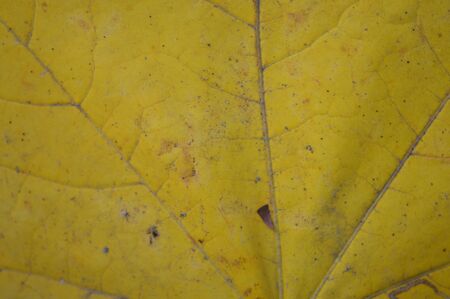 Texture of autumn leaves of different colors closeup