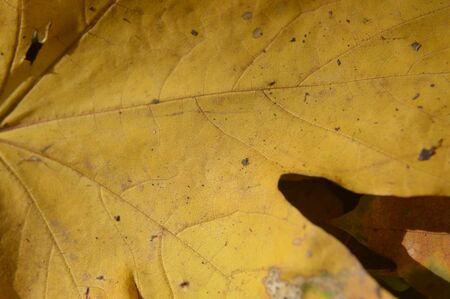 Texture of autumn leaves of different colors closeup