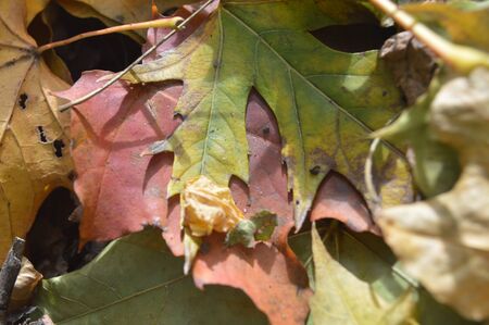 Texture of autumn leaves of different colors closeup