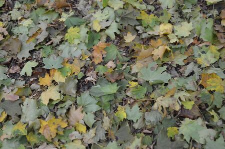 Texture of autumn leaves of different colors closeup