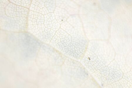 Texture of autumn leaves of different colors closeup