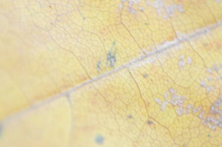 Texture of autumn leaves of different colors closeupの写真素材