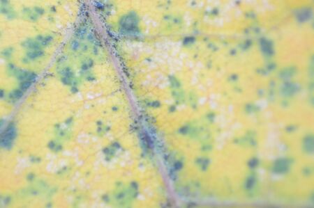 Texture of autumn leaves of different colors closeupの写真素材