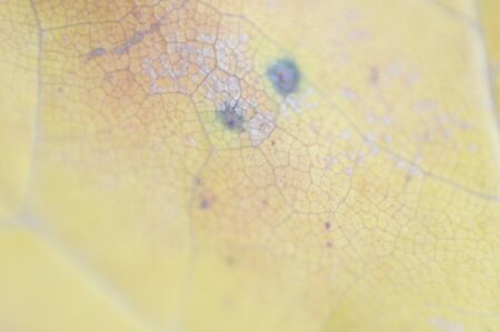 Texture of autumn leaves of different colors closeupの写真素材