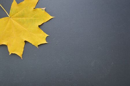 Autumn texture of yellow maple leaves on a black background