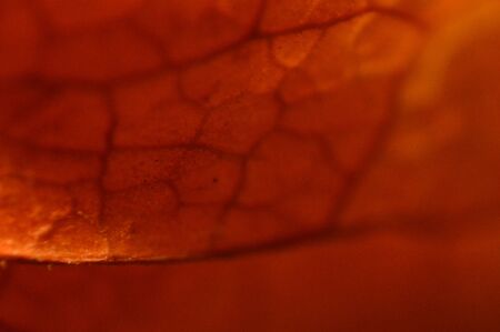Natural texture of various colors close up