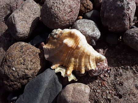 Egyptian seashells in the Red Sea close-up