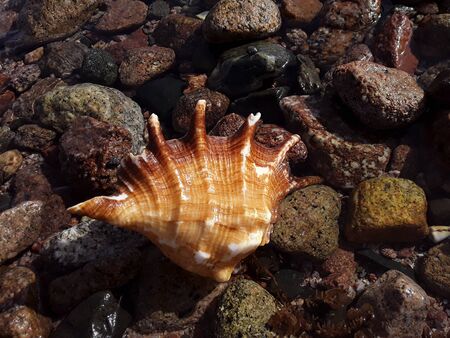 Egyptian seashells in the Red Sea close-up