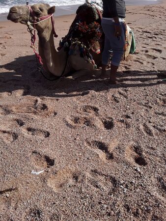 SHURM EL SHEIKH, EGYPT - DECEMBER 13, 2019: Riding a camel on a saddleのeditorial素材
