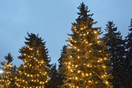 Evening and night Christmas tree glows with lights in the city in winter blurredの写真素材