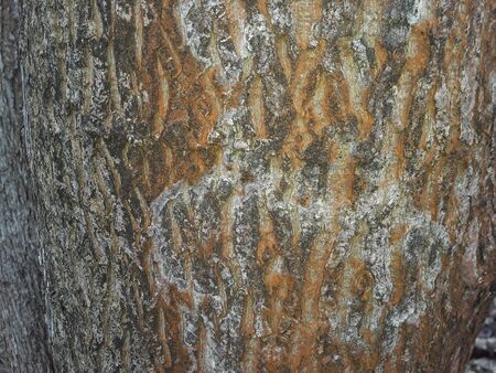Texture of winter pine tree bark with the iceの写真素材