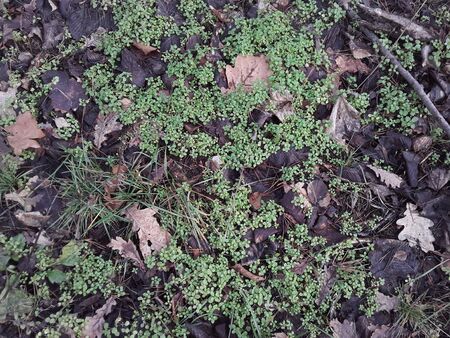 Small green plants in a forest on earth in the winter