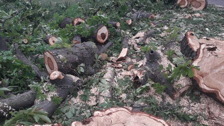A large trunk of a fallen tree is cut into the stumps