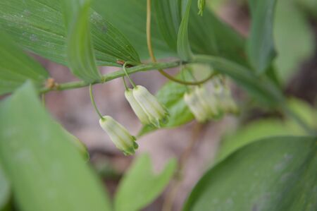 Various forest flowers closeup the bloomの写真素材