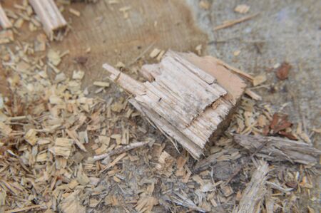 Texture of sawn tree trunks and shavings in a the  forest