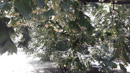Linden tree bloomed in June summer tree the texture
