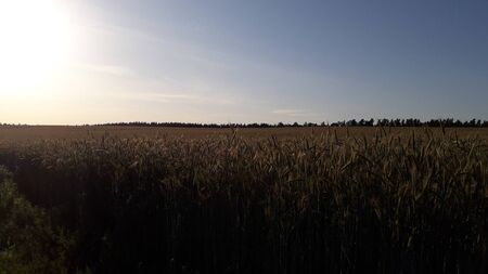 Landscape on a field where wheat the grows