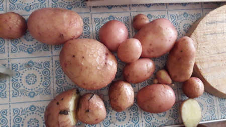Harvesting potatoes in the vegetable the gardenの写真素材