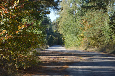 Road in the forest in the autumn