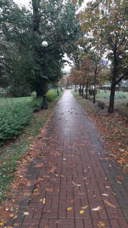 Wet park after autumn the rain