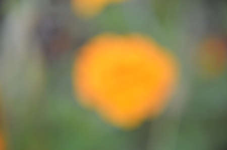 Autumn colorful flowers as background the close-up