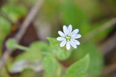 Autumn colorful flowers as background the close-upの写真素材