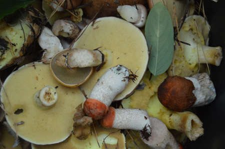 Mushroom picking in the autumn season after rain in a the forest