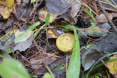 Mushroom picking in the autumn season after rain in a the forest