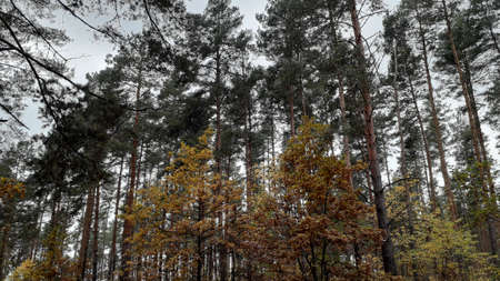 Landscape of autumn forest the and trees