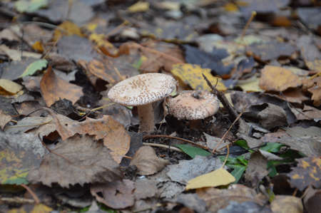 Autumn mushrooms on a background of leaves and the ground