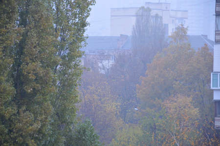 Yellowed foliage of trees in a the cityの写真素材
