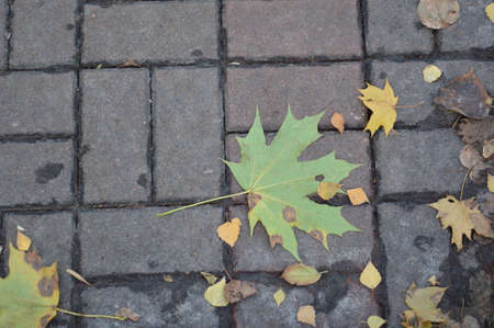 Foliage and small architectural forms in a the autumn parkの写真素材