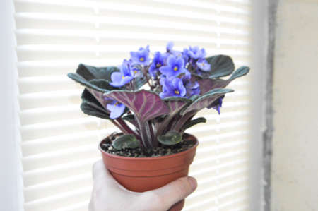 Spring blue violets in a pot for planting on the background of a the window