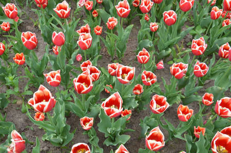 Texture of a field of multi-colored bloomed tulipsの写真素材