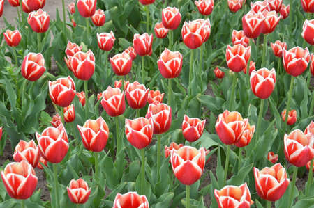 Texture of a field of multi-colored bloomed tulipsの写真素材