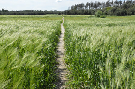 Young wheat ears and moves in a the wind