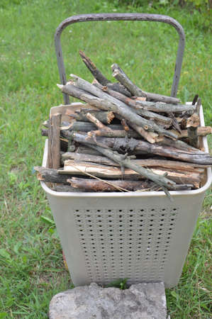 Collecting firewood for lighting the stove from a the forest